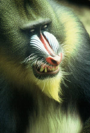 mandrill.jpg