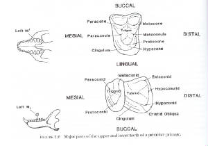 molars.jpg