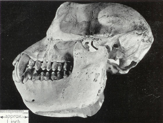 rhinopithecus.jpg