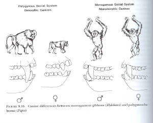 sexdimorphism.jpg