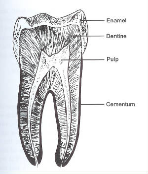 tooth.jpg