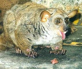 galagosgalagos.jpg