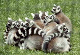 ringtaillemur.jpg