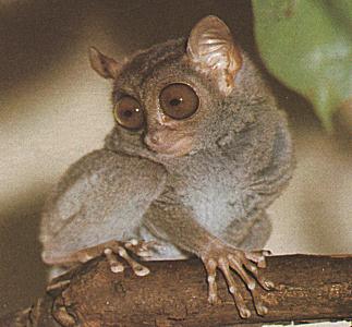 tarsiertarsier.jpg